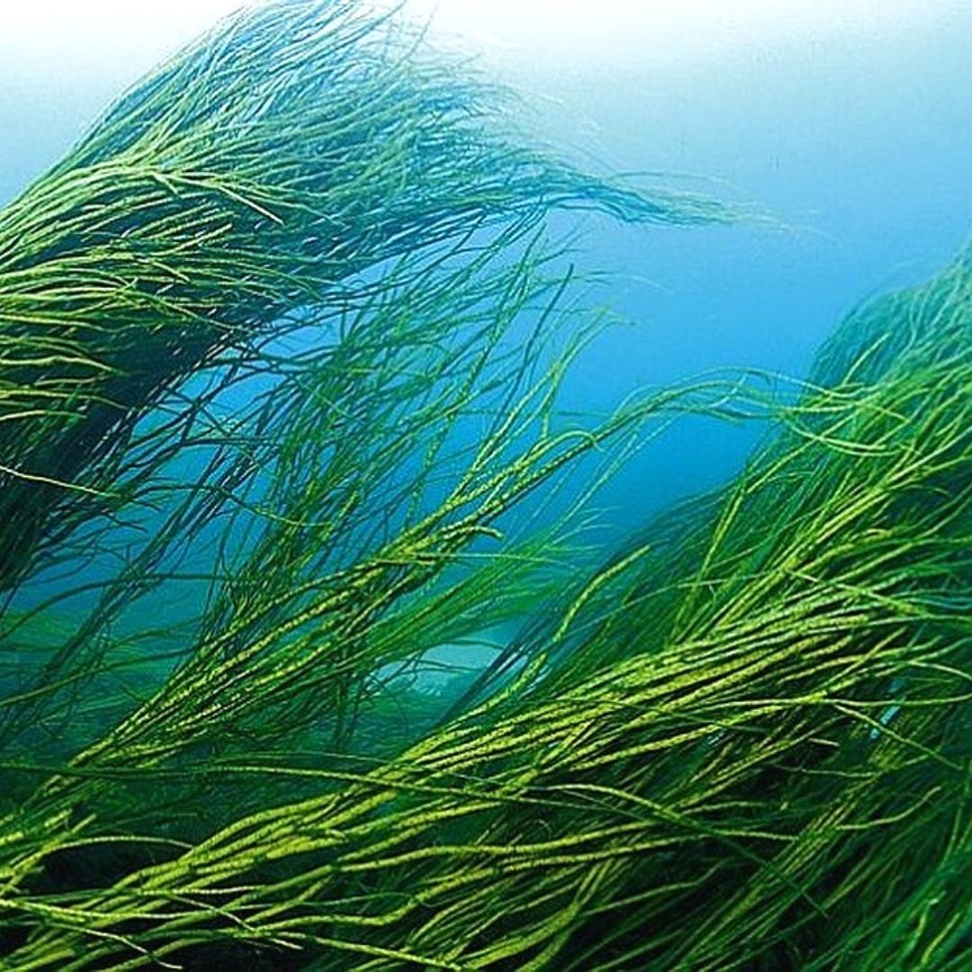 Spirulina-alga.jpg