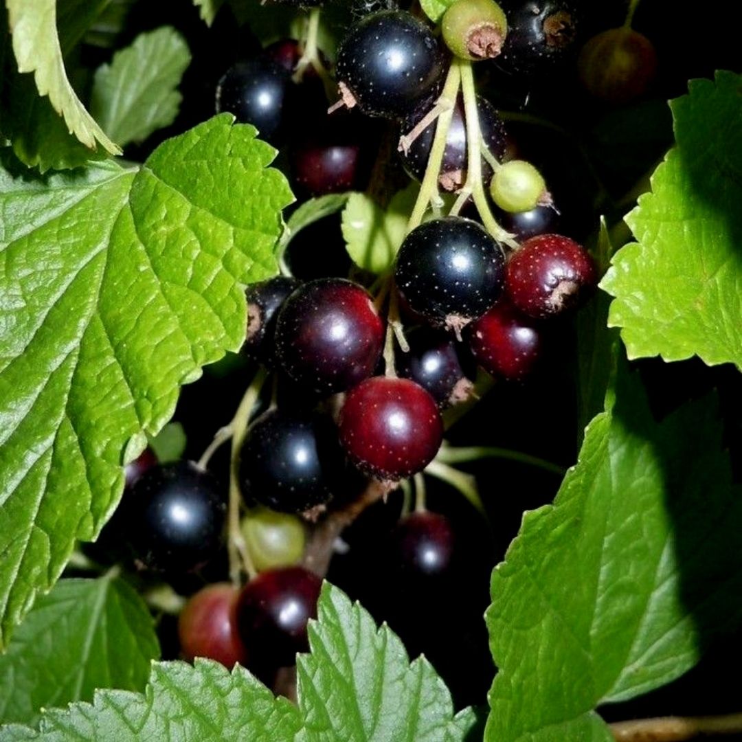 blackribes.jpg