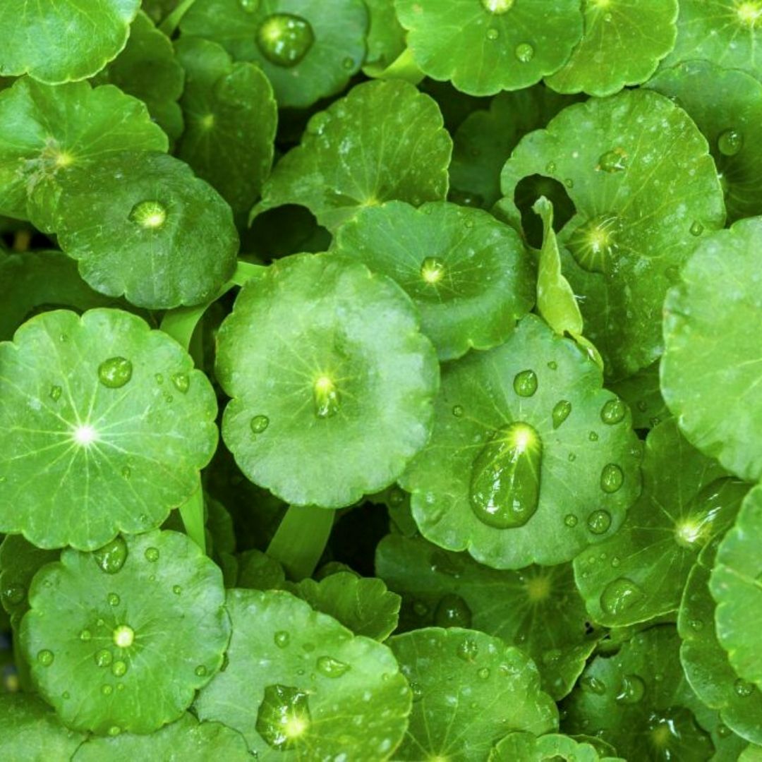 centella.jpg