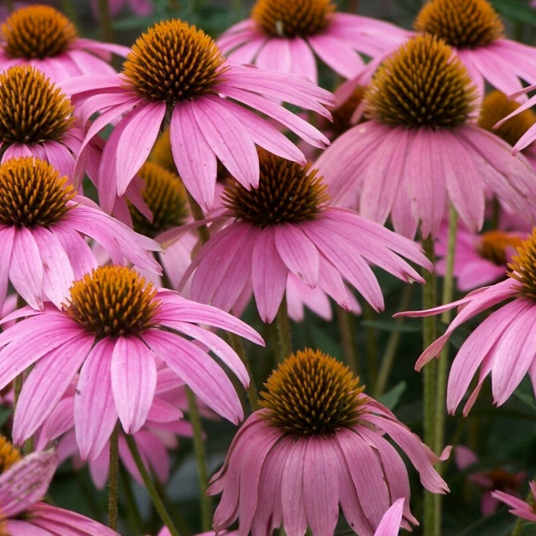 echinacea.jpg