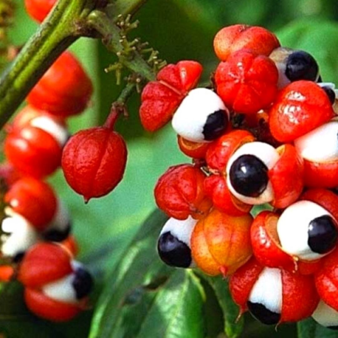 guarana.jpg