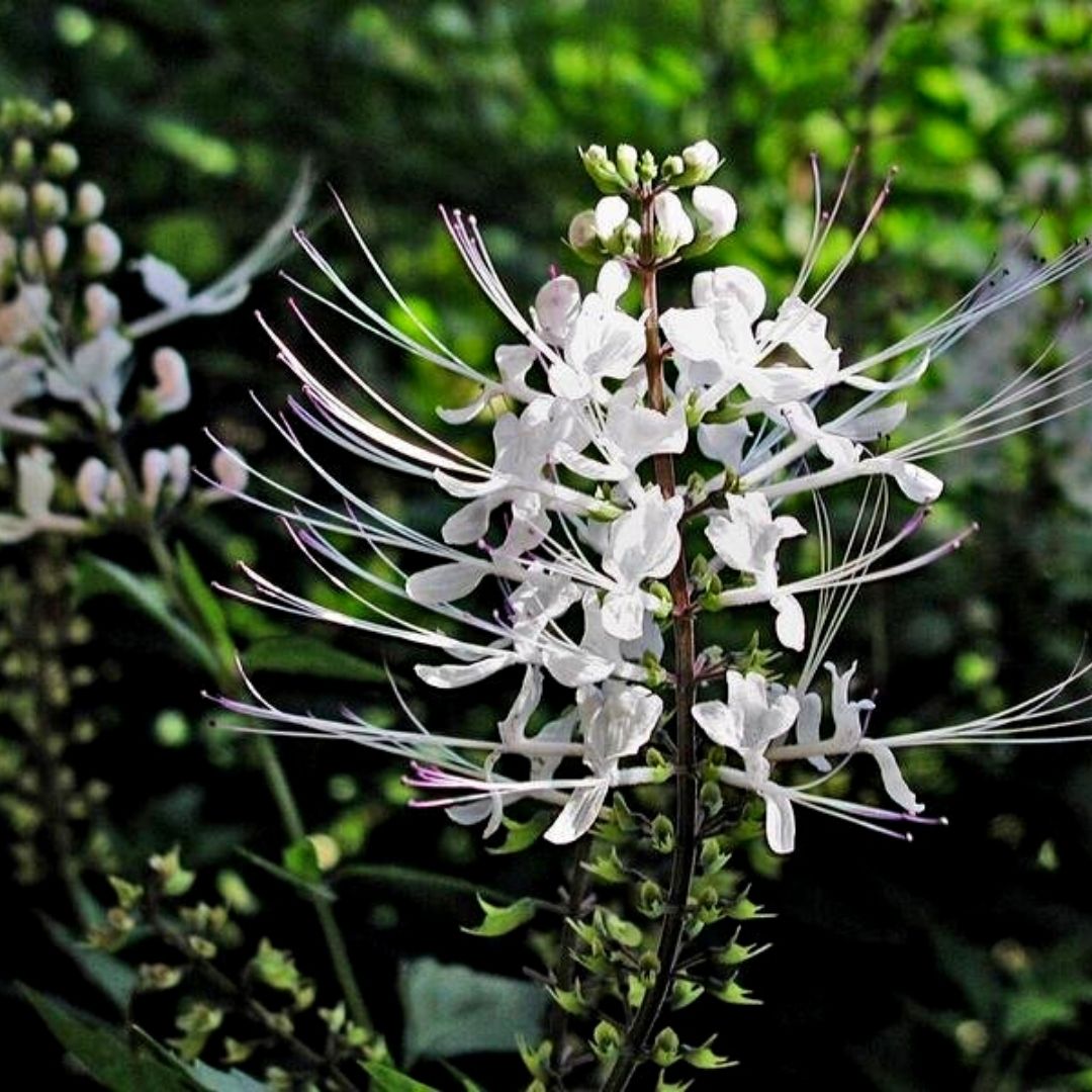orthosifon.jpg
