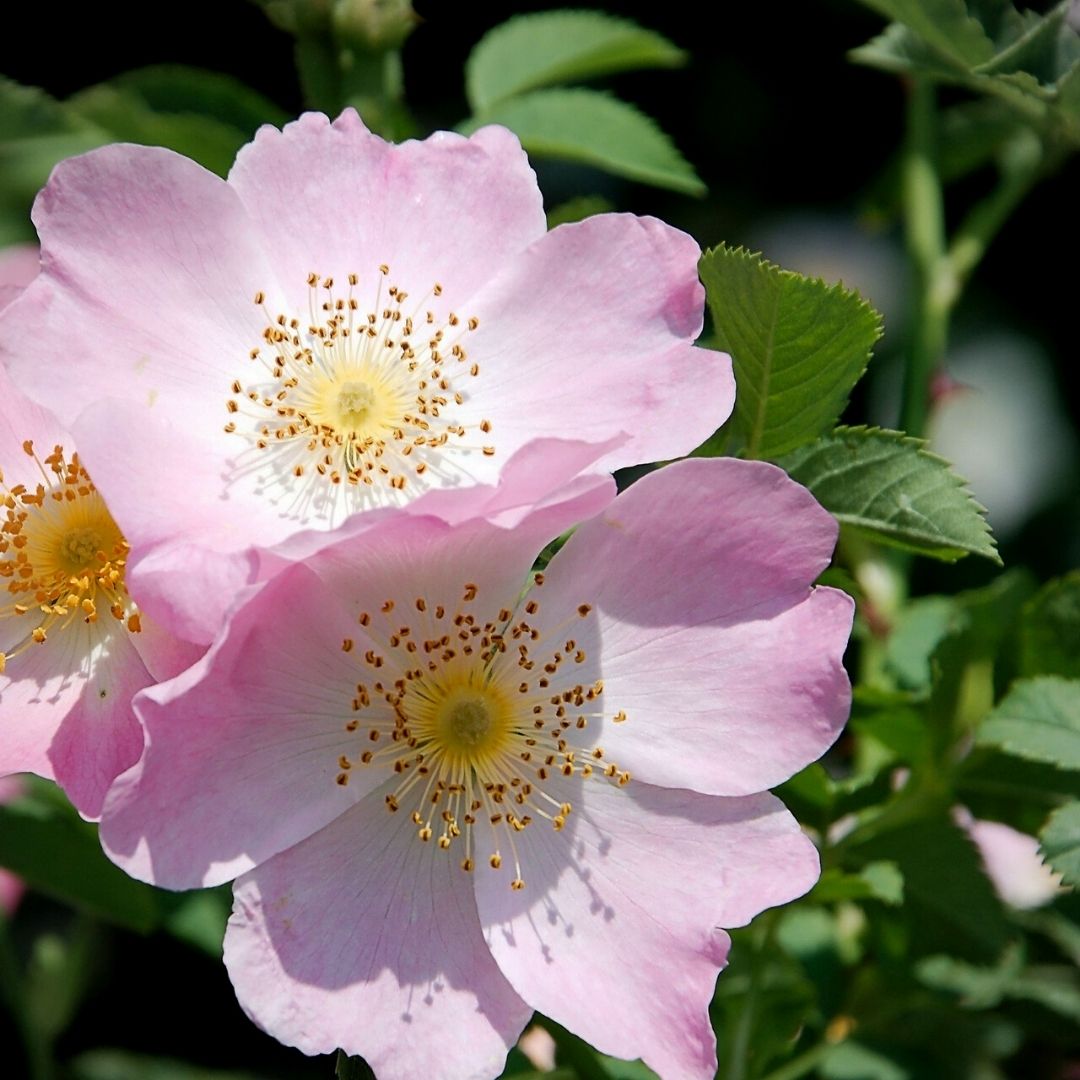 rosa-canin.jpg