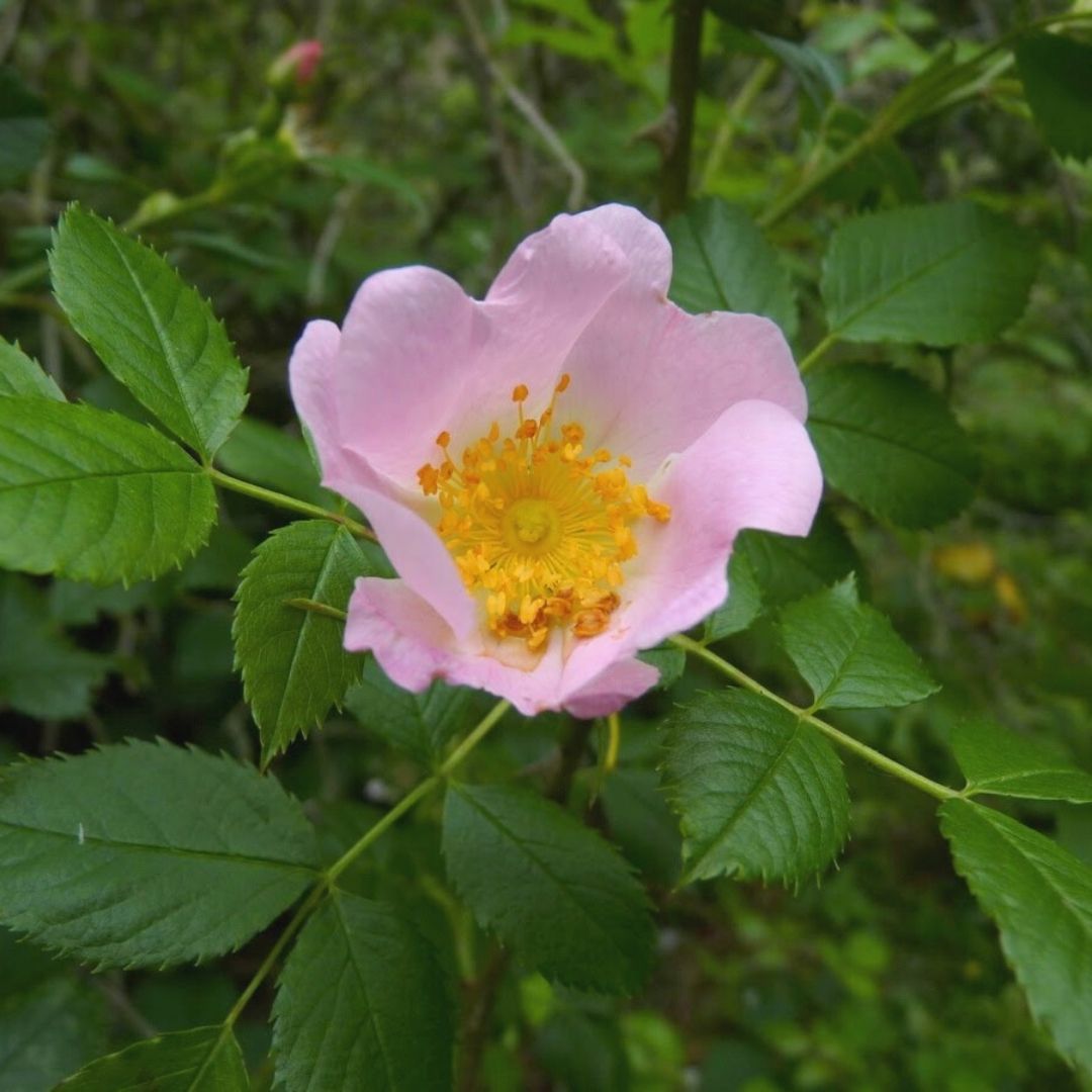 rosa-dog.jpg