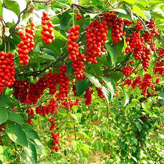 schisandra.png