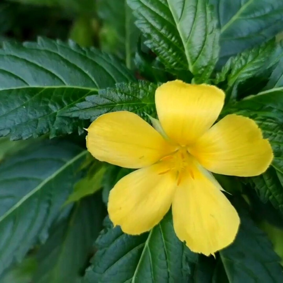 damiana.jpg