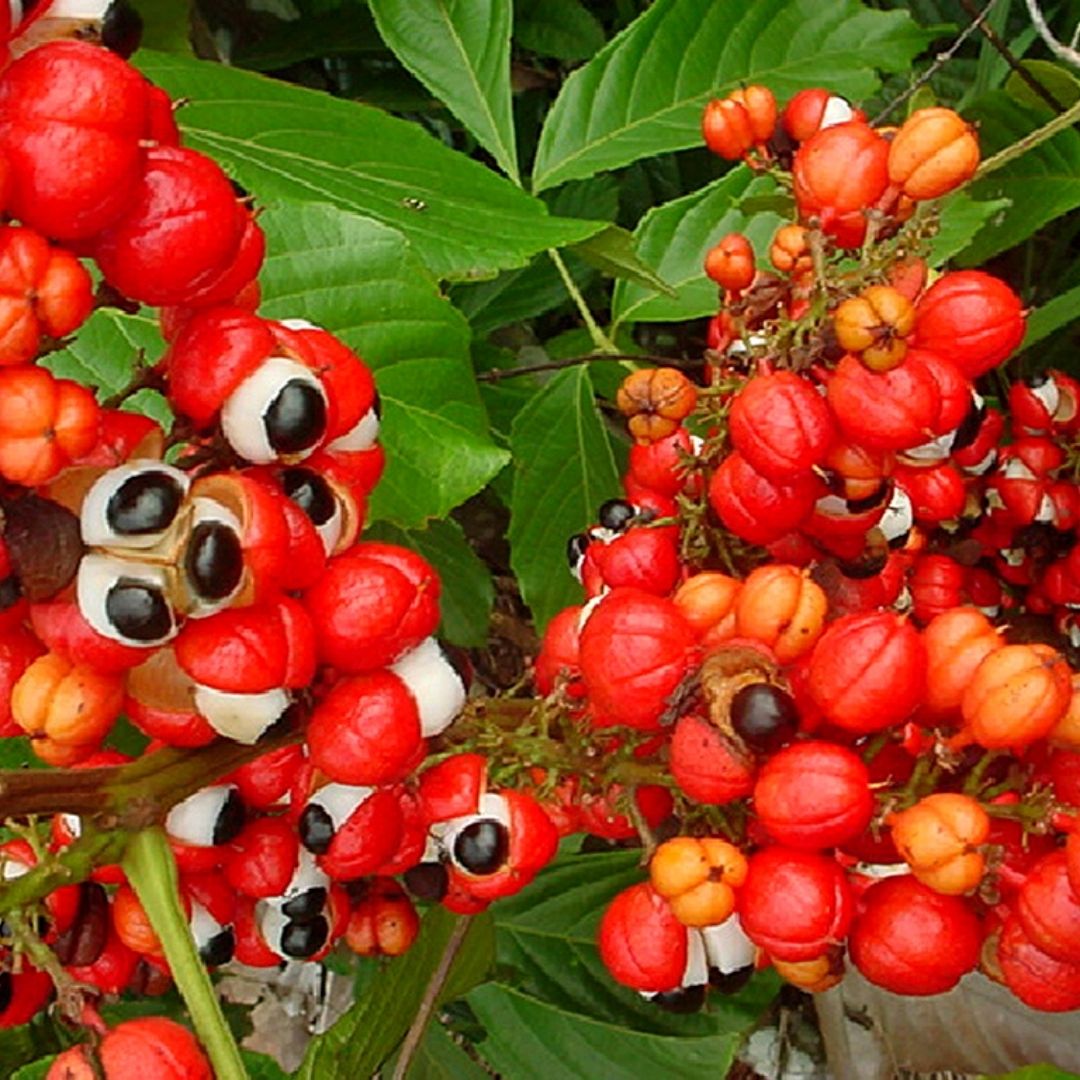 guaranà.jpg
